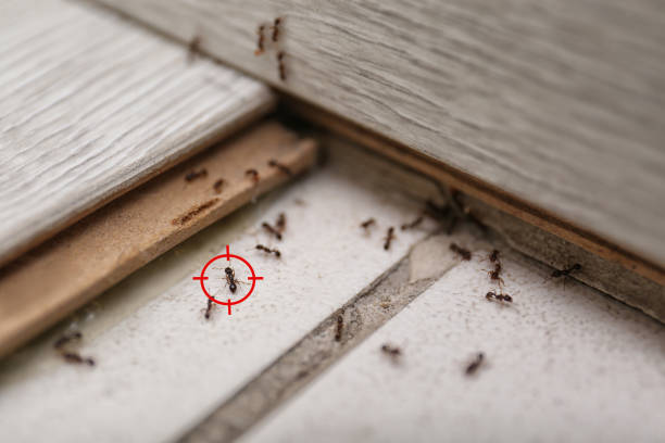 Best Pest Control Near Me in Dansville, NY