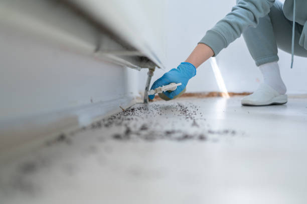 Best Insect Control  in Dansville, NY